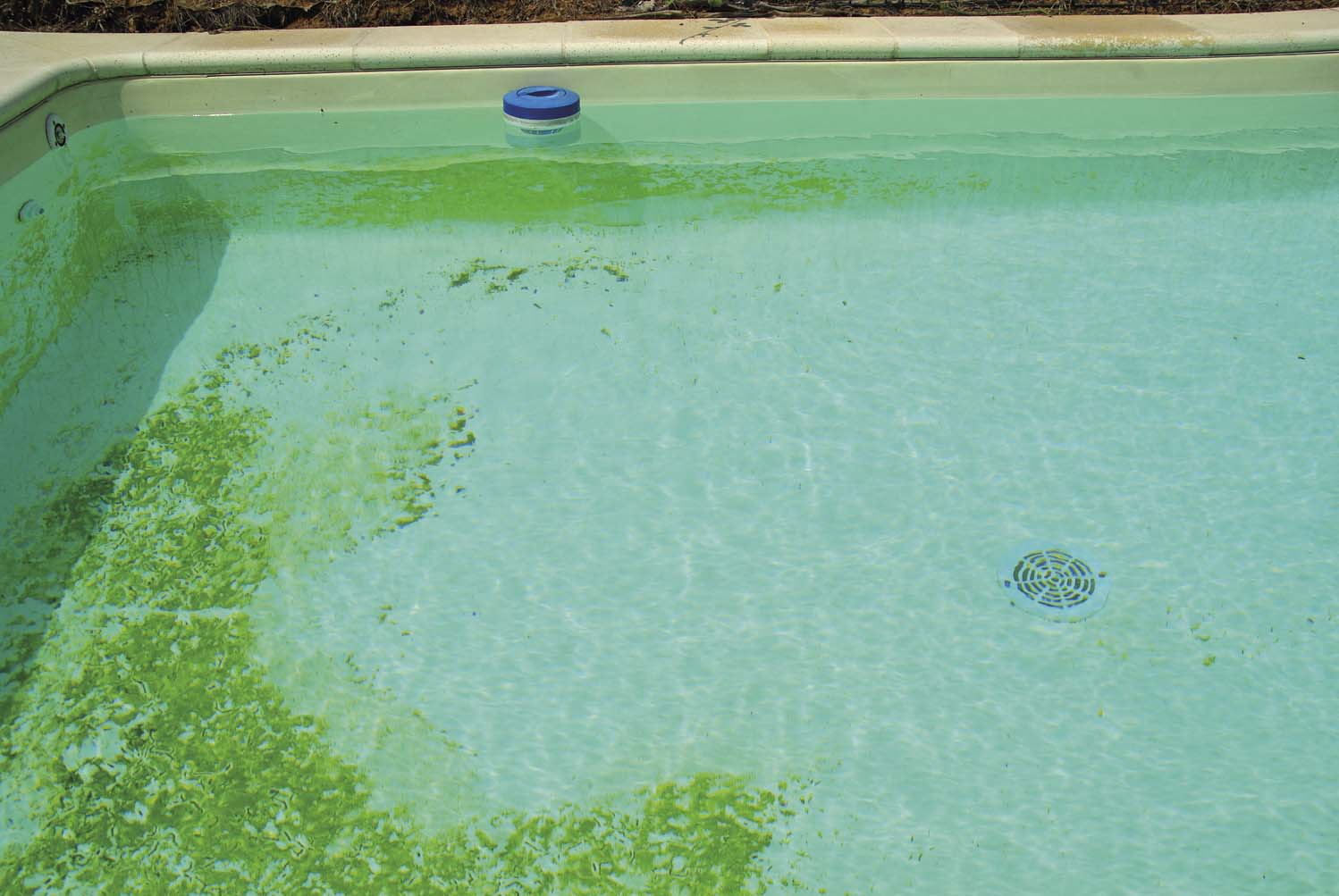 algue piscine