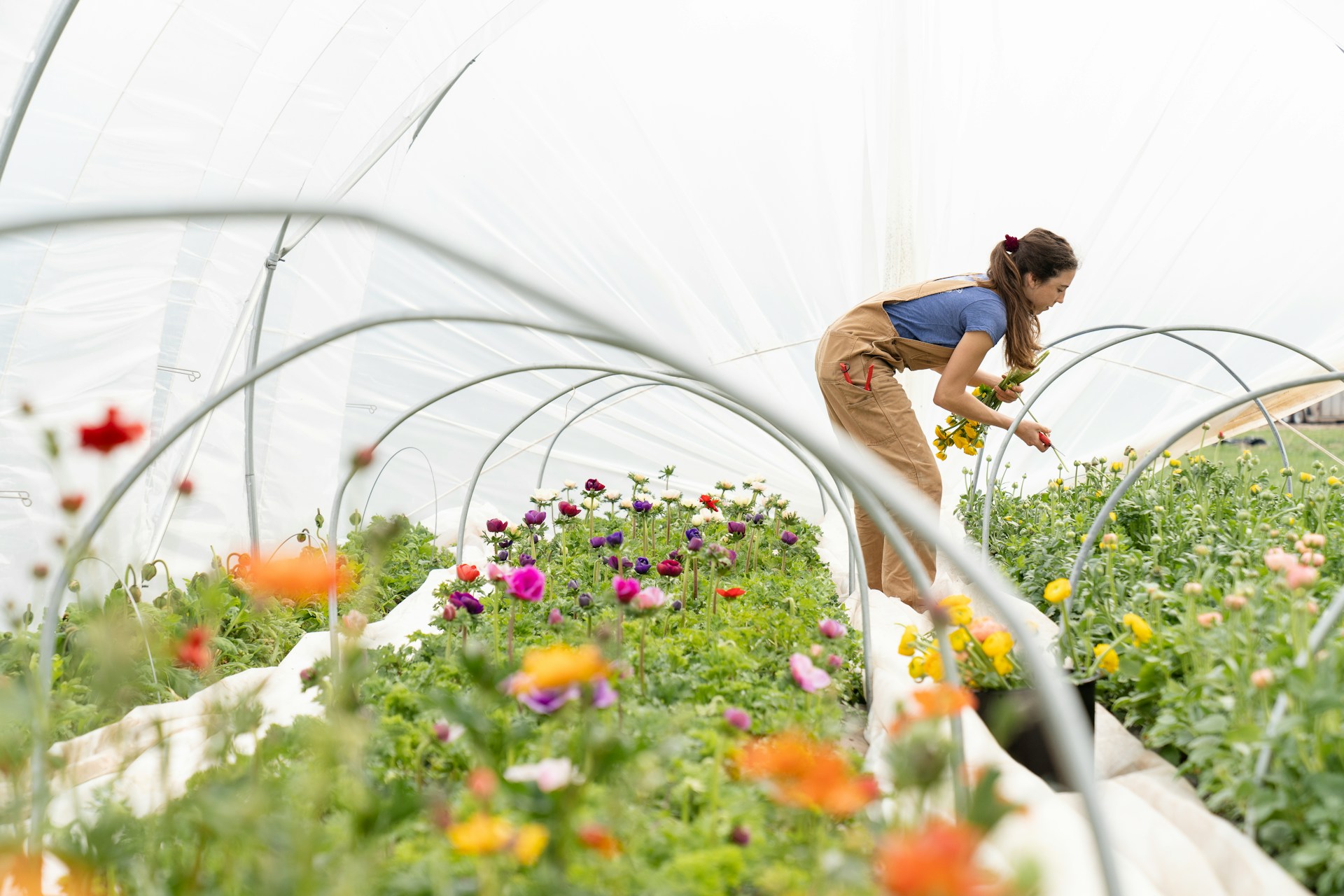 Les techniques de bouturage : secrets de jardinier