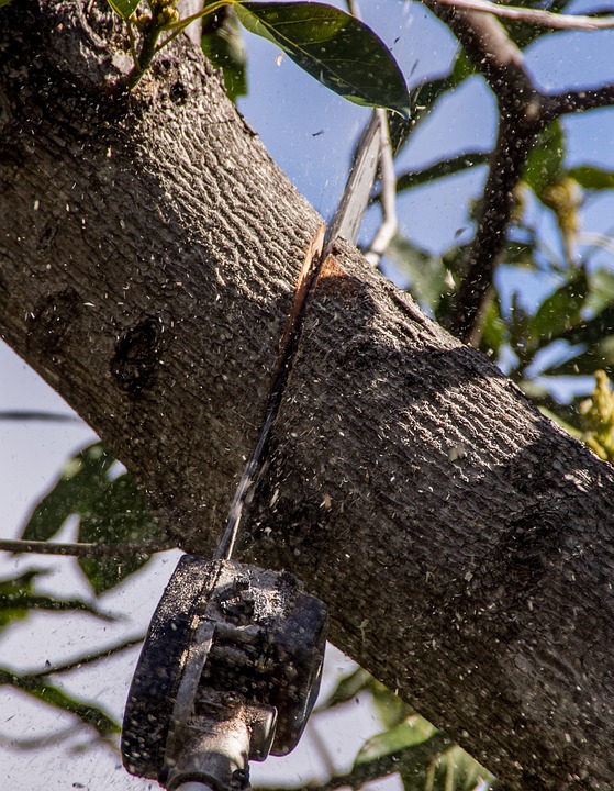 Les erreurs à éviter lors de l&rsquo;élagage des arbres dangereux